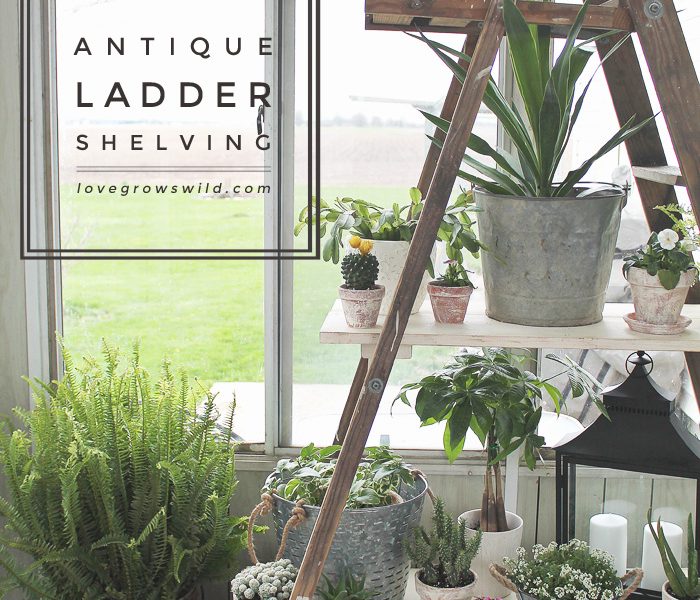 Create shelving out of an old antique ladder with this easy tutorial! Click for details at LoveGrowsWild.com