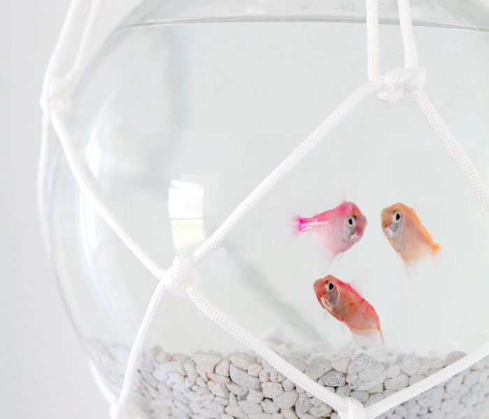 Hang a fish bowl from the ceiling with this awesome macrame hanger! Give your fish a stylish home and save table space! Step-by-step details at LoveGrowsWild.com