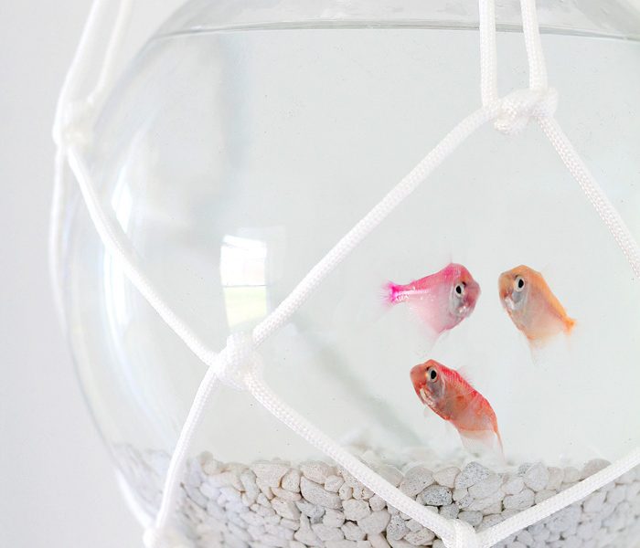 Hang a fish bowl from the ceiling with this awesome macrame hanger! Give your fish a stylish home and save table space! Step-by-step details at LoveGrowsWild.com